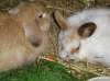 Mia-und-Butz.gif